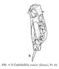 Cephalodella tenuior