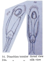 Cephalodella tenuior