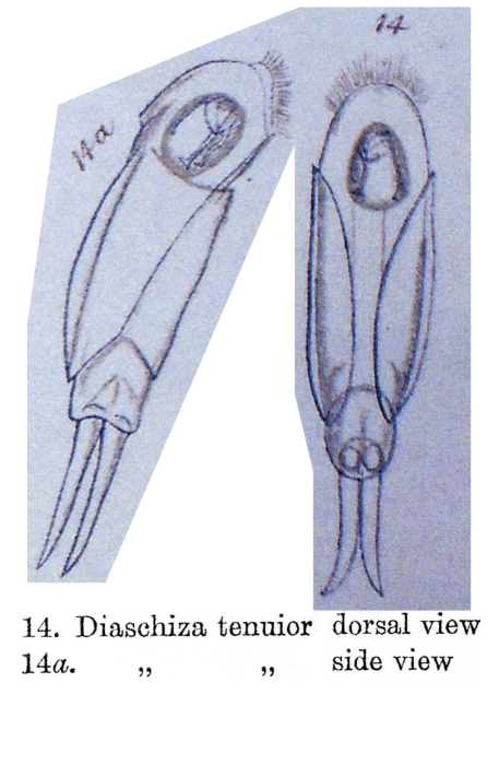 Cephalodella tenuior Cephalodella tenuior