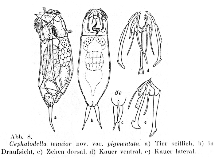 Cephalodella tenuior var. pigmentata - Original description image