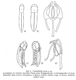 Cephalodella tenuis - Original description image