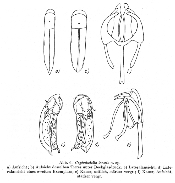 Cephalodella tenuis - Original description image