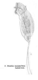 Cephalodella tenuiseta