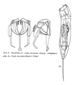 Cephalodella tenuiseta
