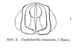 Cephalodella tenuiseta
