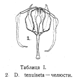Cephalodella tenuiseta