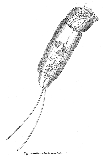 Cephalodella tenuiseta