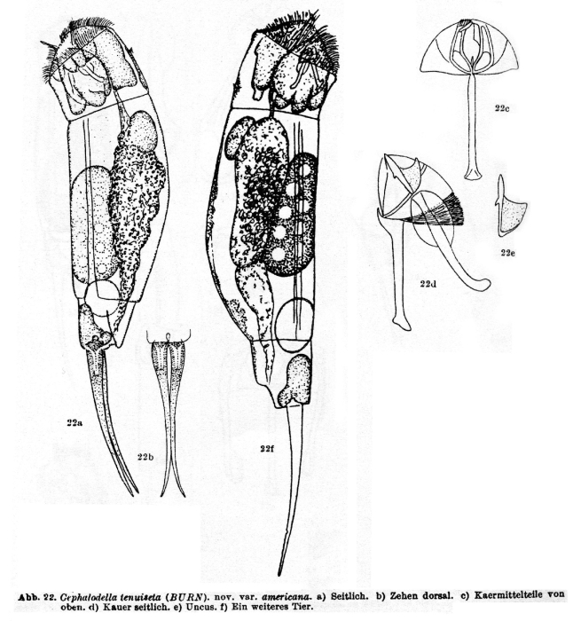 Cephalodella tenuiseta americana - Original description image