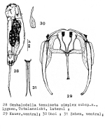 Cephalodella tenuiseta simplex - Original description image