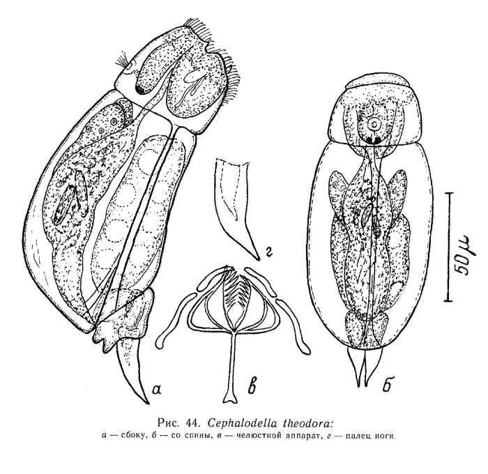 Cephalodella theodora