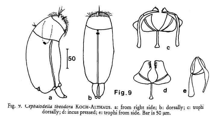 Cephalodella theodora