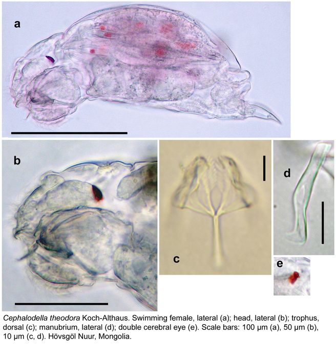 Cephalodella theodora