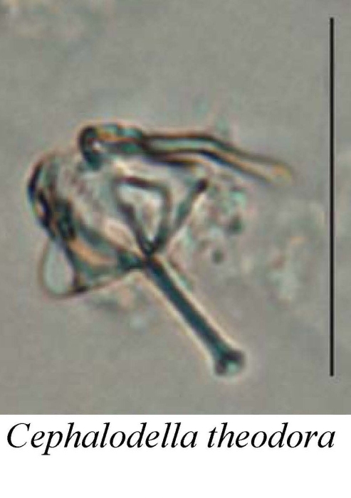 Cephalodella theodora