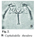 Cephalodella theodora