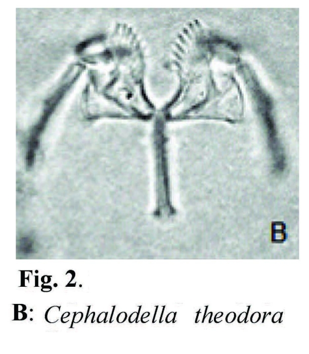 Cephalodella theodora