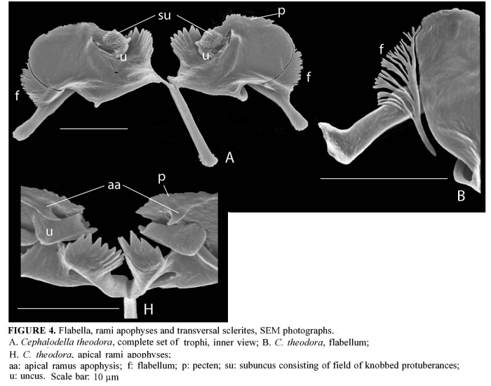 Cephalodella theodora