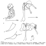 Cephalodella theodora - Original description image