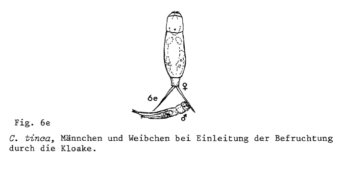 Cephalodella tinca