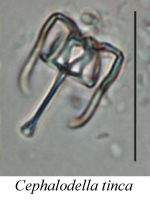 Cephalodella tinca