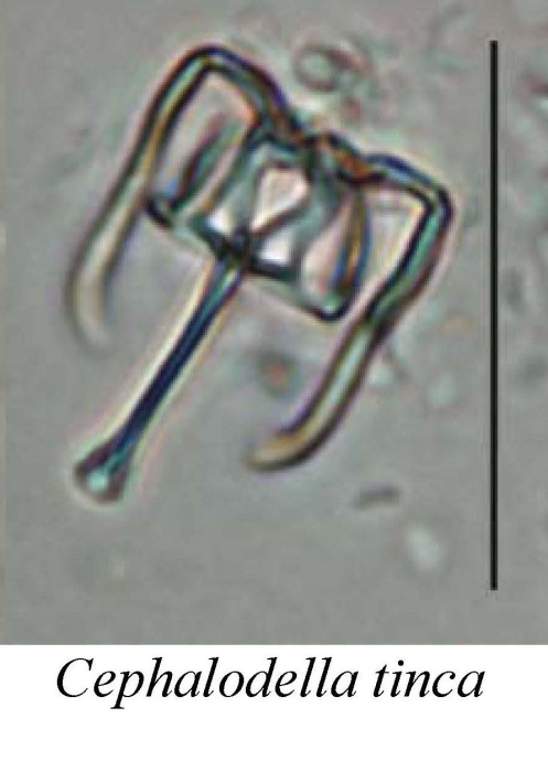 Cephalodella tinca
