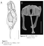 Cephalodella tinca