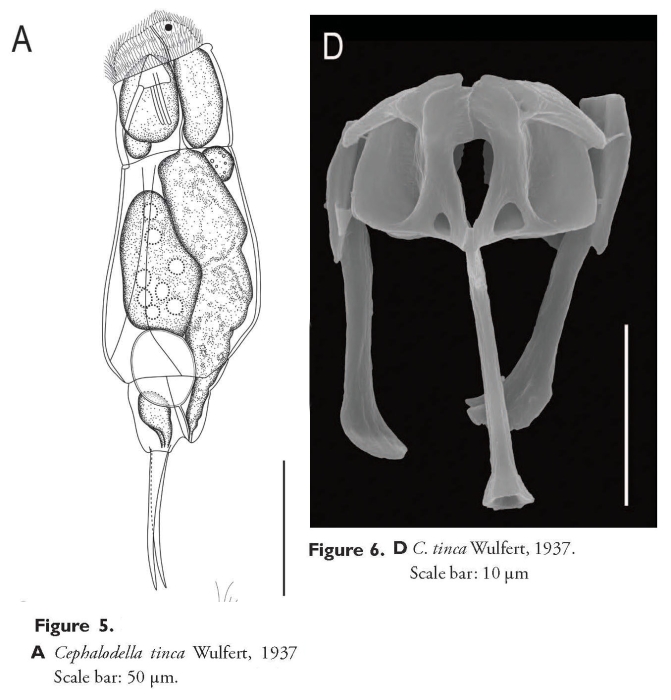 Cephalodella tinca