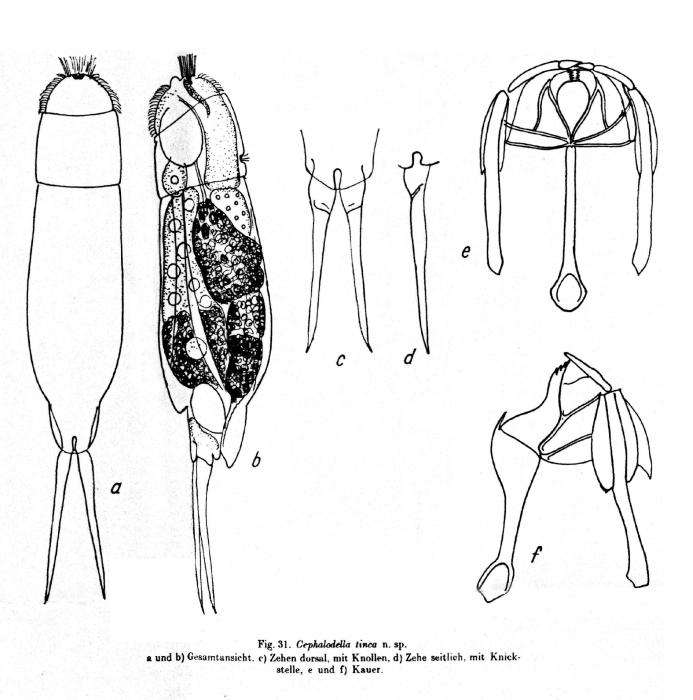 Cephalodella tinca