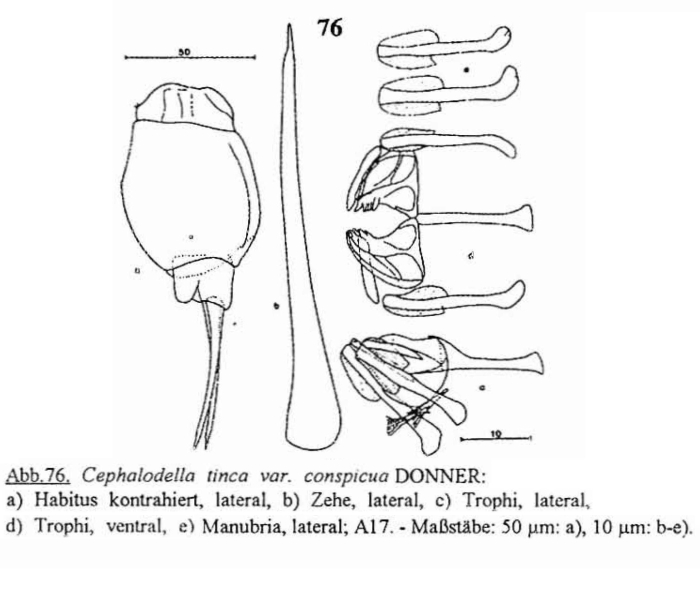 Cephalodella tinca var. conspicua
