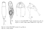 Cephalodella tinca var. conspicua