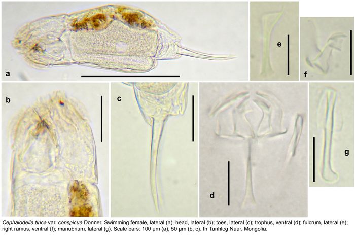 Cephalodella tinca var. conspicua