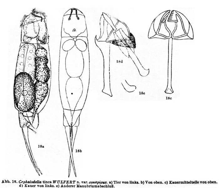 Cephalodella tinca var. conspicua