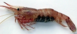 Palaemon serratus (Pennant, 1777) 