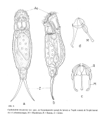 Cephalodella tincaformis - Original description image