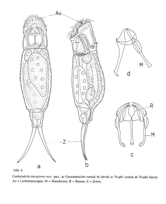 Cephalodella tincaformis - Original description image