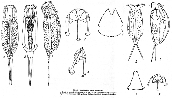 Cephalodella trigona