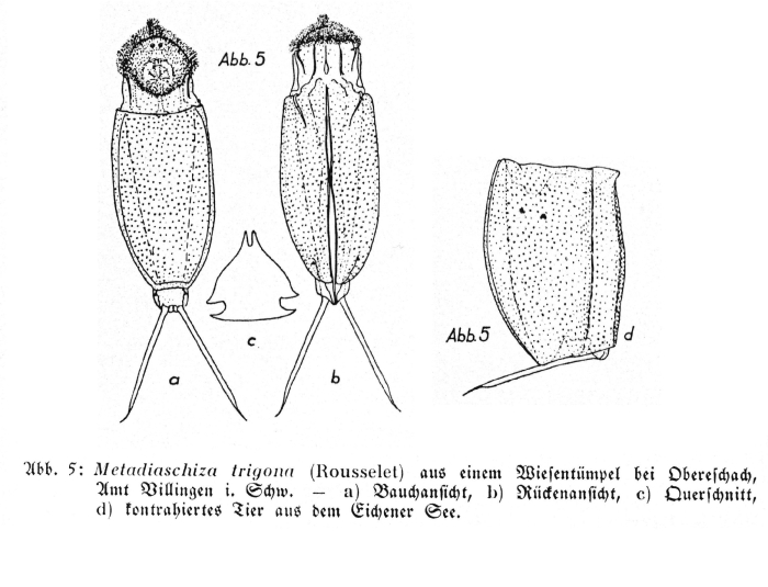 Cephalodella trigona