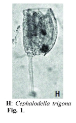 Cephalodella trigona