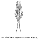 Cephalodella trigona