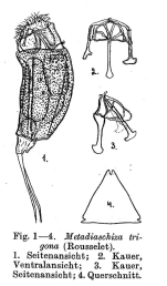Cephalodella trigona