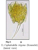 Cephalodella trigona