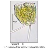 Cephalodella trigona