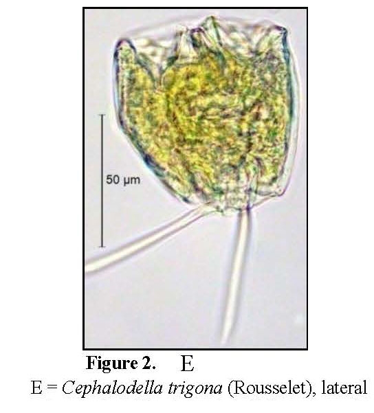 Cephalodella trigona