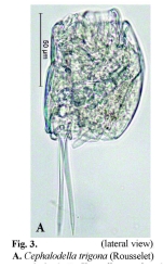 Cephalodella trigona
