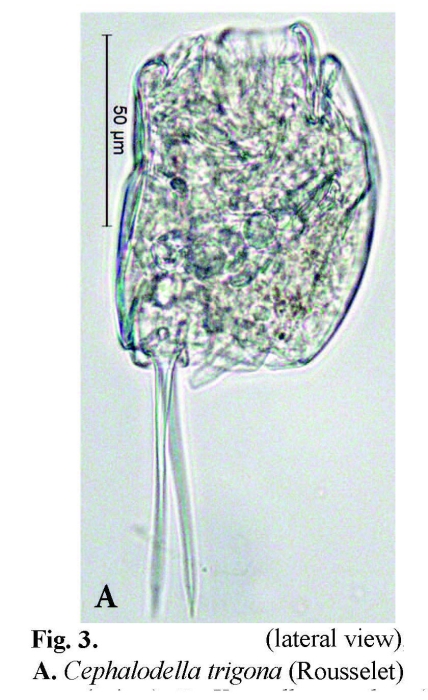 Cephalodella trigona