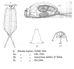 Cephalodella trigona - Original description image
