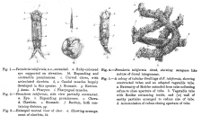 Cephalodella tubiformis