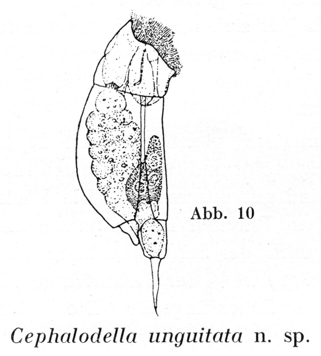 Cephalodella unguitata - Original description image