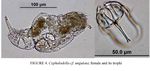 Cephalodella ungulata