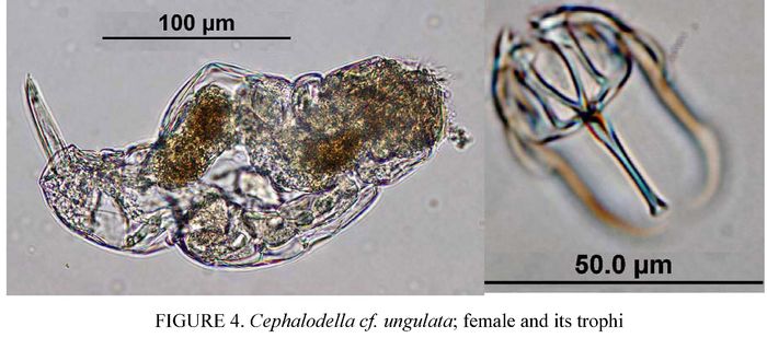 Cephalodella ungulata