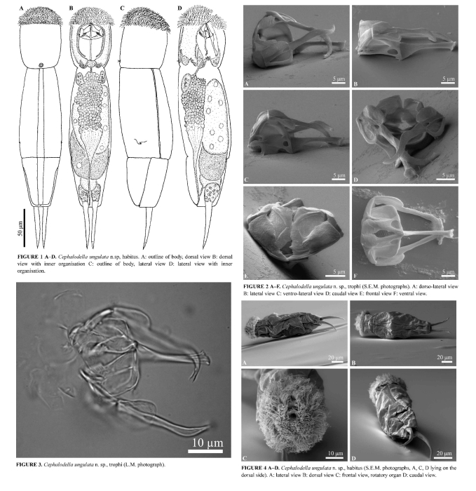 Cephalodella ungulata - Original description image